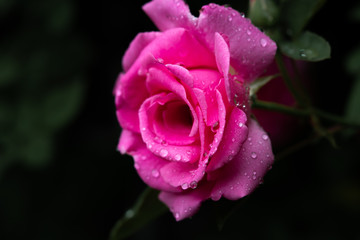 Rose pink mit tropfen