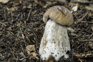 Champignons du Grésivaudan - Isère.