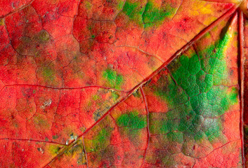 Fototapeta premium Maple leaf in red and green