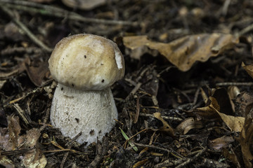 Champignons du Grésivaudan - Isère.