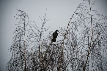 crow sitting in the branches of the tree