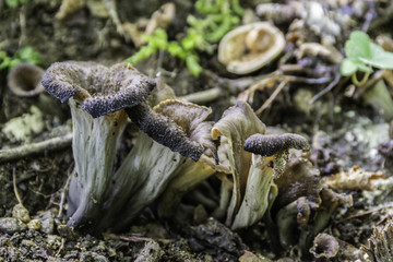 Champignons du Grésivaudan - Isère.