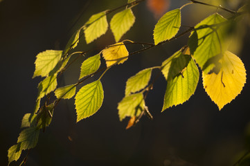 birch tree leaves in late sunny sundown sweden uppsala
