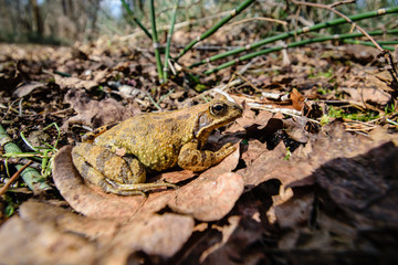 frog sitting on dry leaves