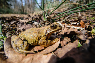 frog sitting on dry leaves