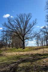 large oak tree in early spring with blue sky