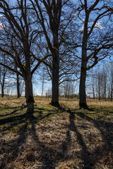 large oak tree in early spring with blue sky