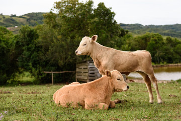 Dois terneiros, um descansando e outro em pé no campo.