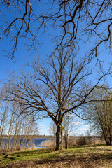 large oak tree in early spring with blue sky