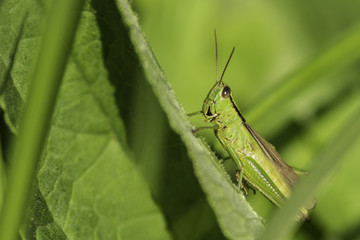 Insectes du marais de Montfort - Grésivaudan - Isère.