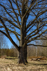 large oak tree in early spring with blue sky