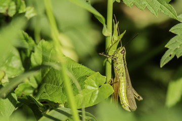 Insectes du marais de Montfort - Grésivaudan - Isère.