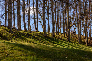 shadows from tree trunks in summer park