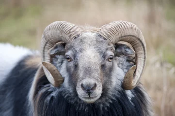 Afwasbaar Fotobehang Schaap Grote geile schapen