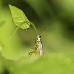 Insectes du marais de Montfort - Grésivaudan - Isère.