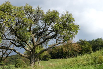 Fototapeta na wymiar alter Baum