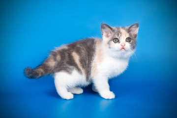 Fototapeta na wymiar Scottish straight shorthair kitten on colored backgrounds