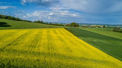 Obraz premium Aerial view on the large colza field