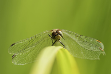 Insectes du marais de Montfort - Grésivaudan - Isère.