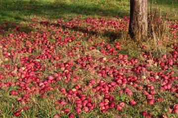 rote Äpfel unter dem Apfelbaum
