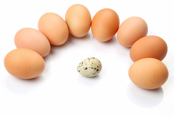 chicken eggs chicken around quail egg on white background