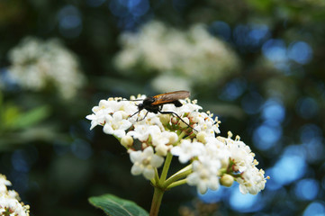 Комар на цветке