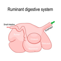 ruminant digestive system: rumen, reticulum, omasum, and abomasum - obrazy, fototapety, plakaty
