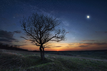 Fototapeta na wymiar Lonely tree in a field at sunset at night stellar