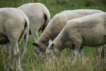 Obraz na płótnie Canvas Multiple sheep grazing in the meadow
