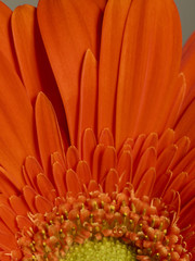 schöne orange Blume im Frühling
