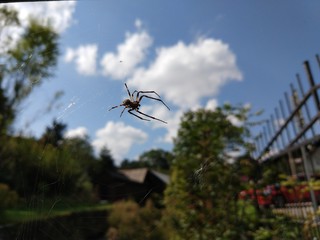 Spider in the net. Czech Republic