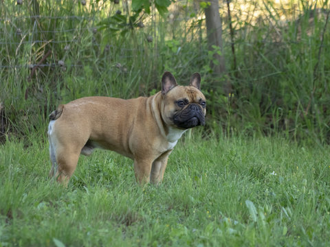 Bouledogue fran&ccedil;ais de couleur fauve. Un petit molosse tr&egrave;s amical et joueur