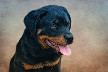 Rottweiler