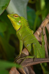 Oriental Garden Lizard - Calotes versicolor, colorful changeable lizard from Asian forests and bushes, Sri Lanka.