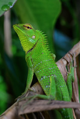 Oriental Garden Lizard - Calotes versicolor, colorful changeable lizard from Asian forests and bushes, Sri Lanka.