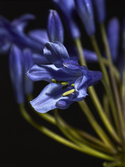 schöne blau lila Blume im Frühling