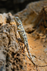 Oriental Garden Lizard - Calotes versicolor, colorful changeable lizard from Asian forests and bushes, Sri Lanka.