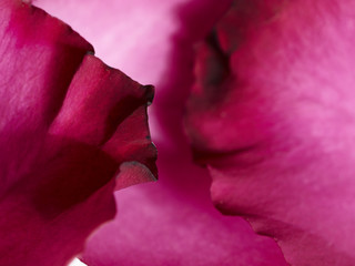 spring flower rose 