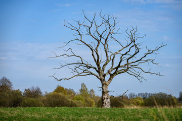 single tree in spring with no leaves isolated in green meadow