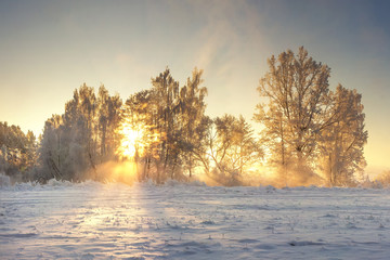 Vivid winter landscape. Frosty nature with golden sunlight. Sunrays shining in morning frosty trees. Snowy wild nature cold landscape. Bright winter sunrise. Xmas time. January clean sunny weather.