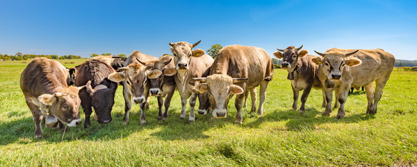 Eine Kuhherde auf einer Weide im Sommer in Bayern - Braunvieh