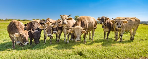 Crédence de cuisine en plexiglas Vache Un troupeau de vaches sur un pâturage en été en Bavière - Braunvieh