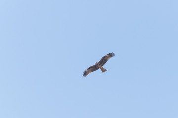 a black kite soaring in a light blue clear sky over the negev desert near Arad in Israel