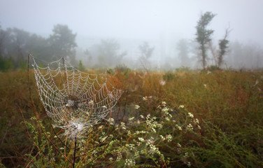 Beautiful autumn landscape. Cobweb covered with drops from the early morning mist