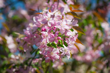 flowers in garden