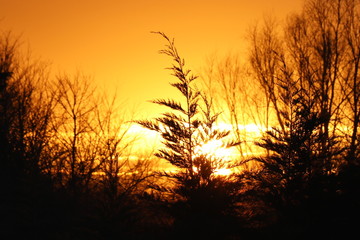 Fototapeta premium Golden Sunset Behind Isolated Trees 