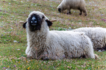 Black nose sheep grazing and sitting on the grass near the Matterhorn close up