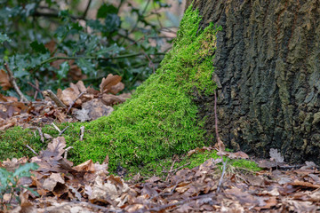 Obraz premium Moss covered tree trunk
