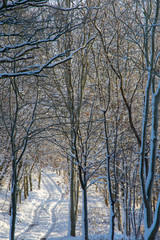 Trees in snow covered winter forest taken in England