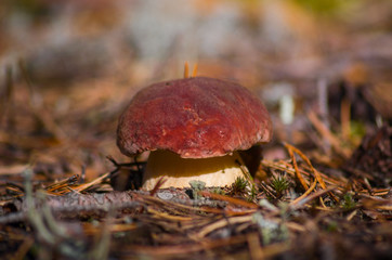 Cep - Edible mushroom. Photo taken in the forest of the Arkhangelsk region, Russia